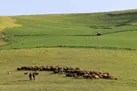 بررسی روند تاسیس پایگاه نوآوری و ایستگاه تحقیقات کشاورزی دیم در گرمی