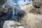 حفاظت از زاگرس نیازمند عبور از روش‌های سنتی است