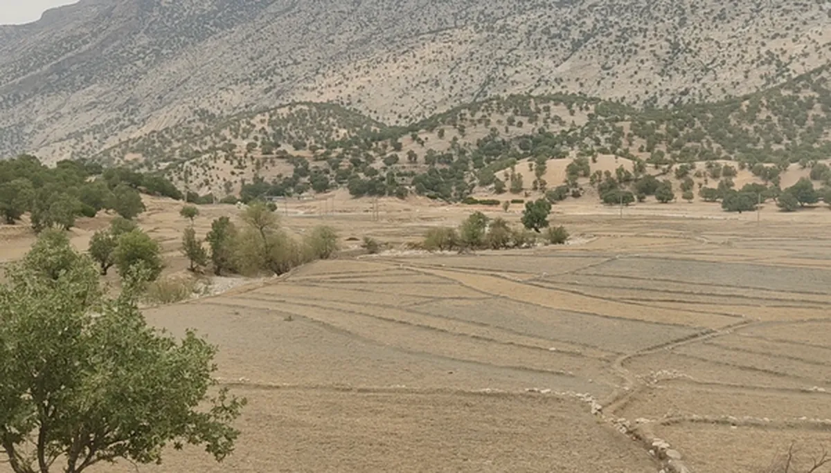 محصولات کشاورزی لوداب به ۱۵۰ کیلوگرم در هکتار رسید