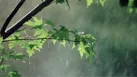رگبار باران مهمان آسمان مازندران