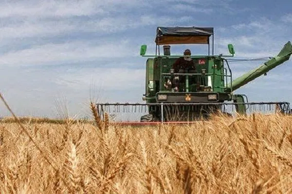 آغاز برداشت خوشه‌های طلایی گندم ازمزارع مازندران؛ گندمکاران عجله نکنند