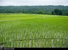 ۴۰۰۰ هکتار شالیزار مازندران زیر چتر جهش تولید