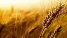 پیش بینی خرید بیش از ۱۷۰ هزار تن گندم از کشاورزان استان