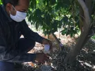 مبارزه بیولوژیک علیه آفت شپشک آرد آلو در باغات مرکبات جنوب کرمان