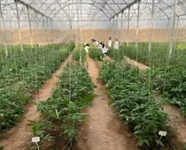 تولید دانش‌بنیان و استراتژیک بذور هیبرید برای تکمیل زنجیره تولیدات گلخانه‌ای در یزد