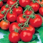 کشت مکانیزه گوجه برای رونق یافتن صنایع تبدیلی