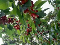 برپایی آیین شکرانه گیلاس در دهستان پشتکوه چهاردانگه ساری