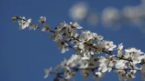 شکوفه‌هایی که از زودتر از موعد آمدند