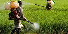 سم پاشی بیش از ۲۷ هزار هکتار زمین کشاورزی در لرستان