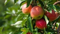 تولید ۲۸۶ تن سیب گلاب