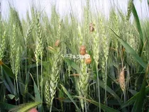 هشدار طغیان آفت سن گندم در آذربایجان‌شرقی