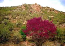 شناسایی ۹۰ کانون مستعد آتش‌سوزی در طبیعت ایلام