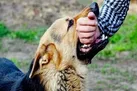فوتبالیست جوان، قربانی جدید حمله سگ