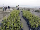 کشت نهال حرا در سواحل هرمزگان