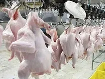 قیمت مرغ تا ۲ هفته آینده اصلاح خواهد شد