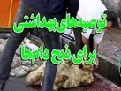آمادگی دامپزشکی کرمانشاه برای نظارت بهداشتی و شرعی بر دام‌های قربانی
