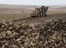 پیش‌بینی برداشت ۴۵۰ هزارتن چغندرقند در همدان
