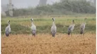 مشاهده درنای خاکستری در دودانگه مازندران