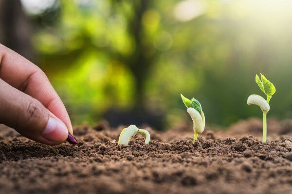 تقویت زیرساخت‌های تولید بذر در چهارمحال و بختیاری