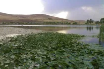 سراب نیلوفر شرایط خوبی دارد