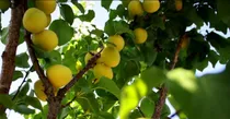 پیش‌بینی برداشت ۱۰۰۰ تن زردآلو از باغات شهرستان سامان