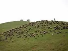 ورود زودهنگام دام عشایر به‌مناطق ییلاقی کرمانشاه ممنوع است/ردپای غیرمجاز دام در مناطق امن زیست محیطی