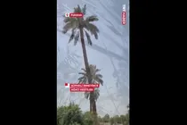 ببینید | متهم بر نخل!