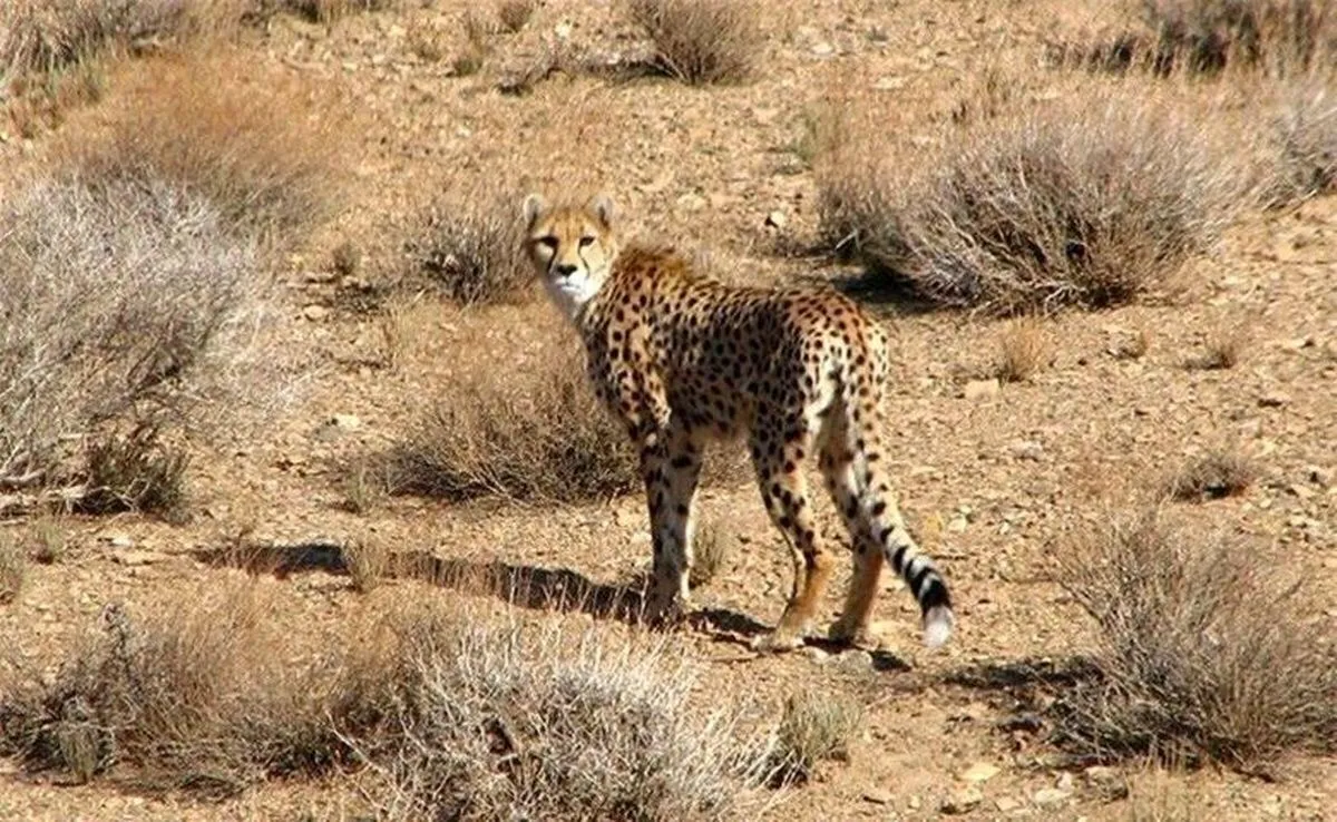 شتر‌ها علیه یوز‌ها 