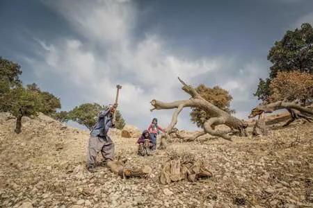 جنگل هنوز هیزم می‌شوند