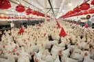 جوجه‌ها قیمت مرغ را پایین آوردند