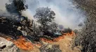 کاهش ۴۹ درصدی وسعت آتش‌سوزی در کرمانشاه