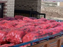 همدان، تامین کننده بی‌وقفه سیب‌زمینی در کشور