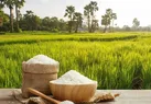 ممنوعیت واردات برنج لغو نشده است