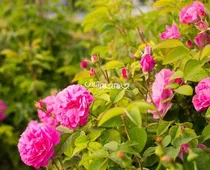 تولید بیش از ۴۰۰۰ تن گل محمدی در آذربایجان شرقی