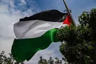 زخم یادگاری بر شاخه های شکسته زیتون
