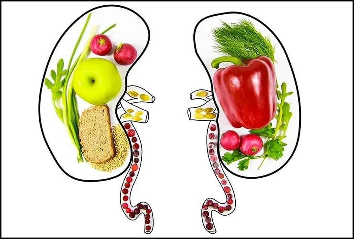 ۵ خوراکی خوب برای حفظ سلامت کلیه‌ها