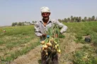 اعزام هیات وزارت اقتصاد جهت بررسی مشکلات و خسارات وارده به کشاورزان کرمانی