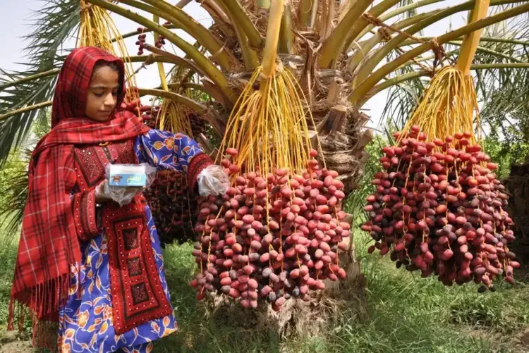 صادرات، موتور محرک توسعه صنعت خرمای سیستان و بلوچستان