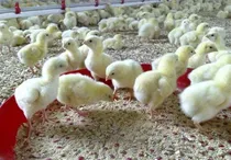 تصویب ۱۳ طرح پرورش مرغ گوشتی در استان