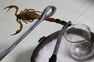 زهر این حیوان کرونا را از بین می‌برد!