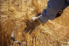 پیش بینی خرید تضمینی بیش از شش هزار تن محصول گندم در استان یزد