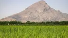 ببینید | رنج کاشت برنج در روستای دشت‌رزم شهرستان نورآباد فارس