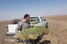 توزیع ۱۰ تن علوفه در پناهگاه حیات وحش میاندشت

 
