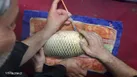 مرحله دوم تکثیر مصنوعی کپور دریایی در گلستان با تولید ۲۰ میلیون لارو باکیفیت