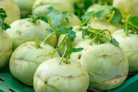 کلم قمری، داروی گیاهی بی خوابی