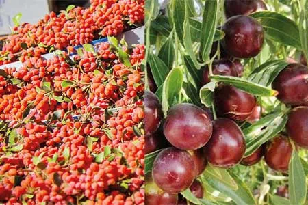 بهار گردشگری خراسان‌ جنوبی