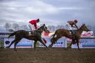 راه‌اندازی اورژانس اسب برای نخستین‌بار در ایران