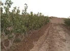 ارتقای کیفیت اجرای سامانه‌های نوین آبیاری در مزارع یزد کلید خورد