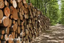 برخورد قاطع با قاچاقچیان چوب و متخلفان حوزه منابع طبیعی با هدف حفظ جنگل‌های هیرکانی