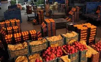 آغاز توزیع میوه‌های تنظیم بازار ایام پایانی سال و نوروز ۱۴۰۵ از شنبه در همدان